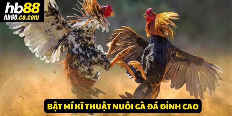 Bật mí kĩ thuật nuôi gà đá đỉnh cao giúp gà mạnh mẽ