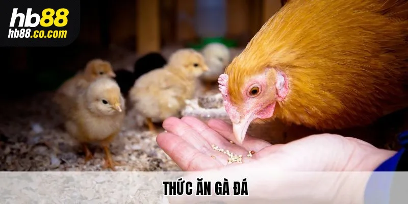 Tìm hiểu thức ăn gà đá tại Hb88